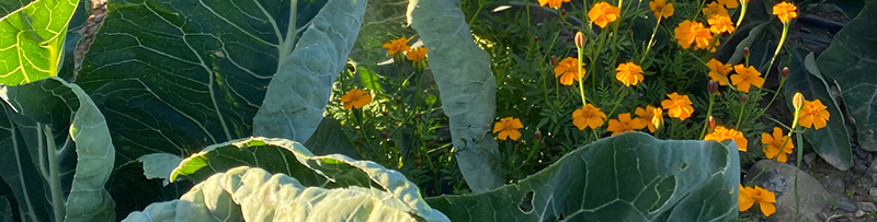 Des fleurs orange au milieu de choux